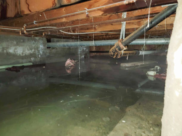 Best Ceiling water damage repair  in Eastport, NY