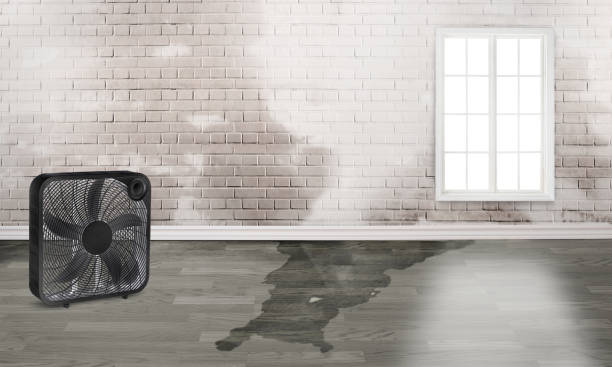 Best Flood damage cleanup  in Eastport, NY